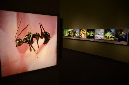 Wasp_exhibition__DSC3430